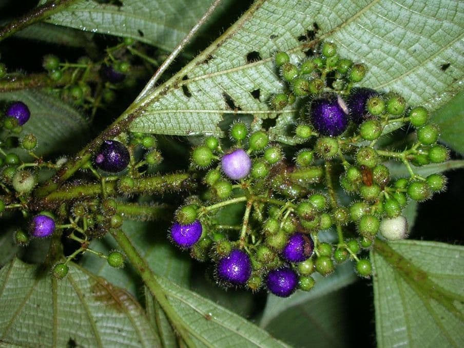 Miconia 2