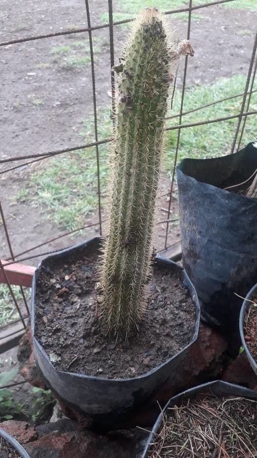 Pilosocereus 13
