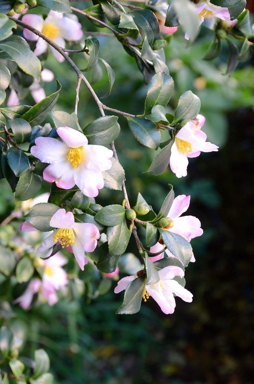 Camelia sasanqua 26