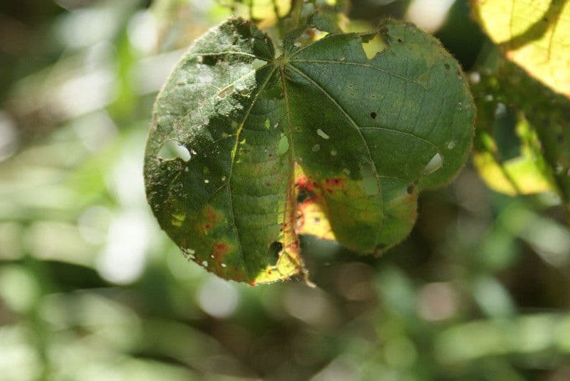 Dombeya 19