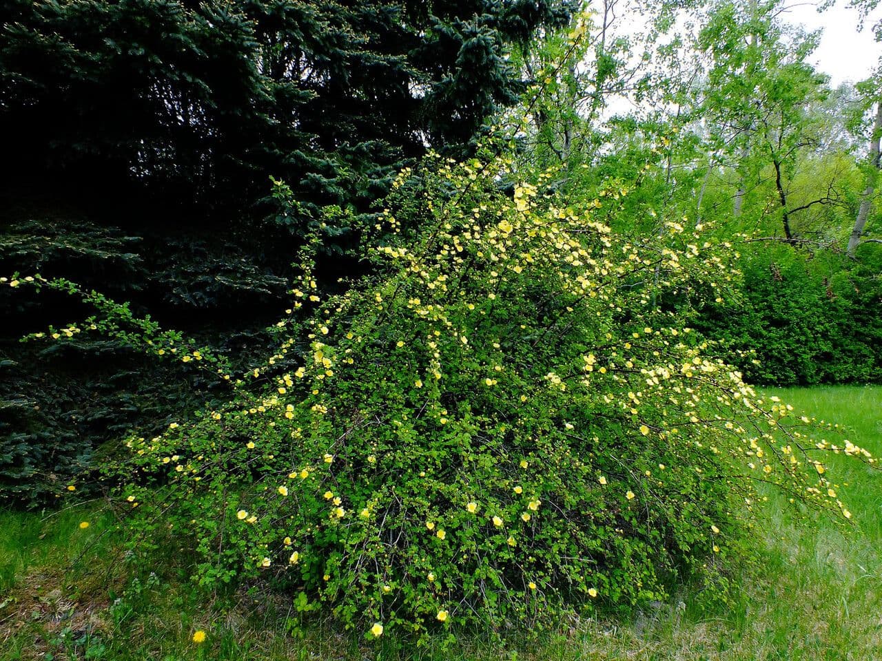 Rosa gialla 12