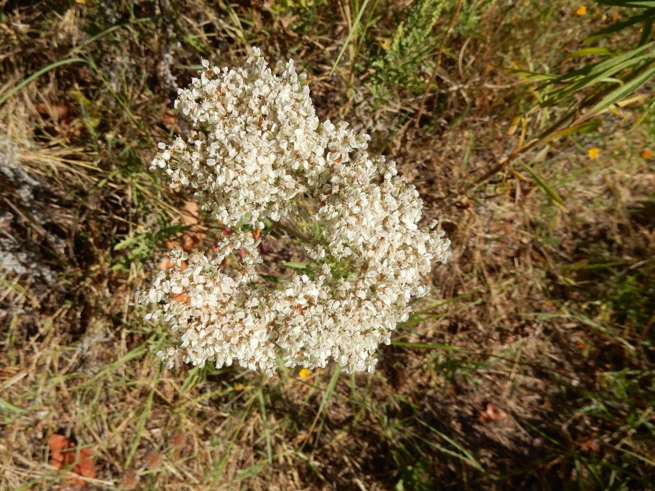 Vielblütiges Knöterich 9