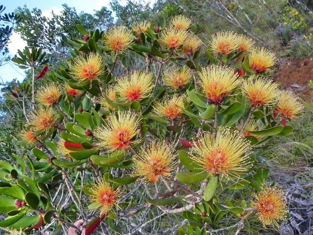 Melaleuca 15