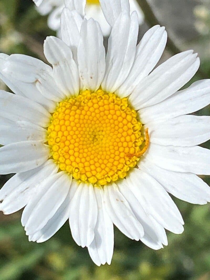 Schwarze Margerite 3