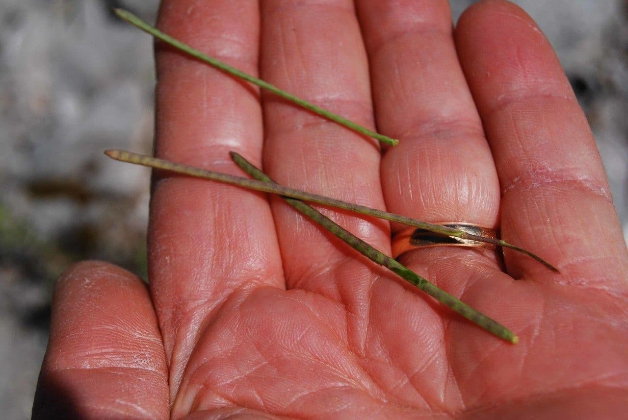 Arabetta irsuta 3