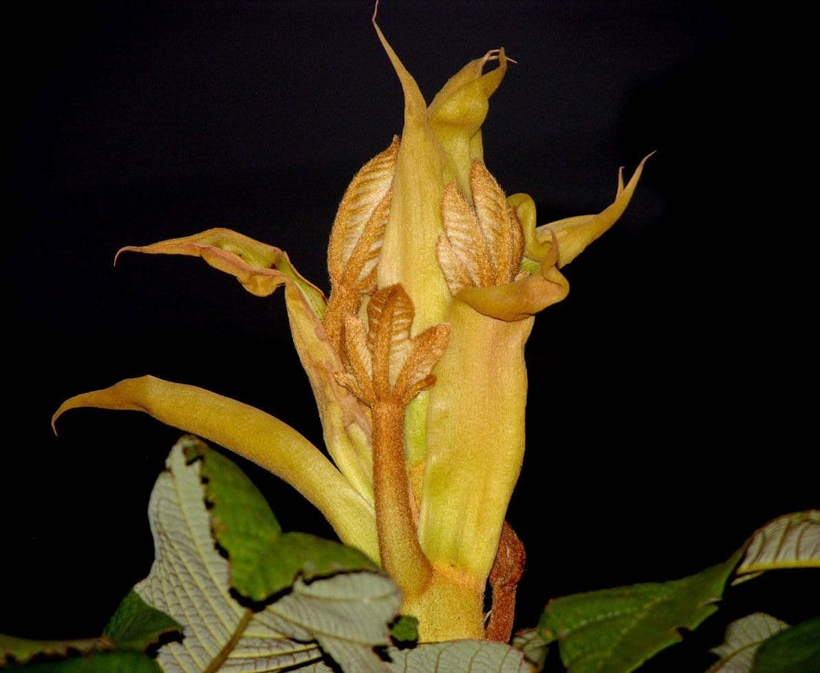 Sterculia 6