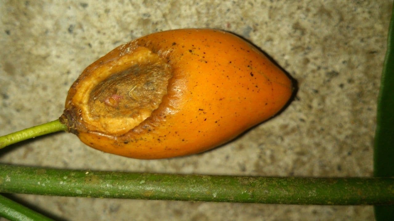Garcinia 5