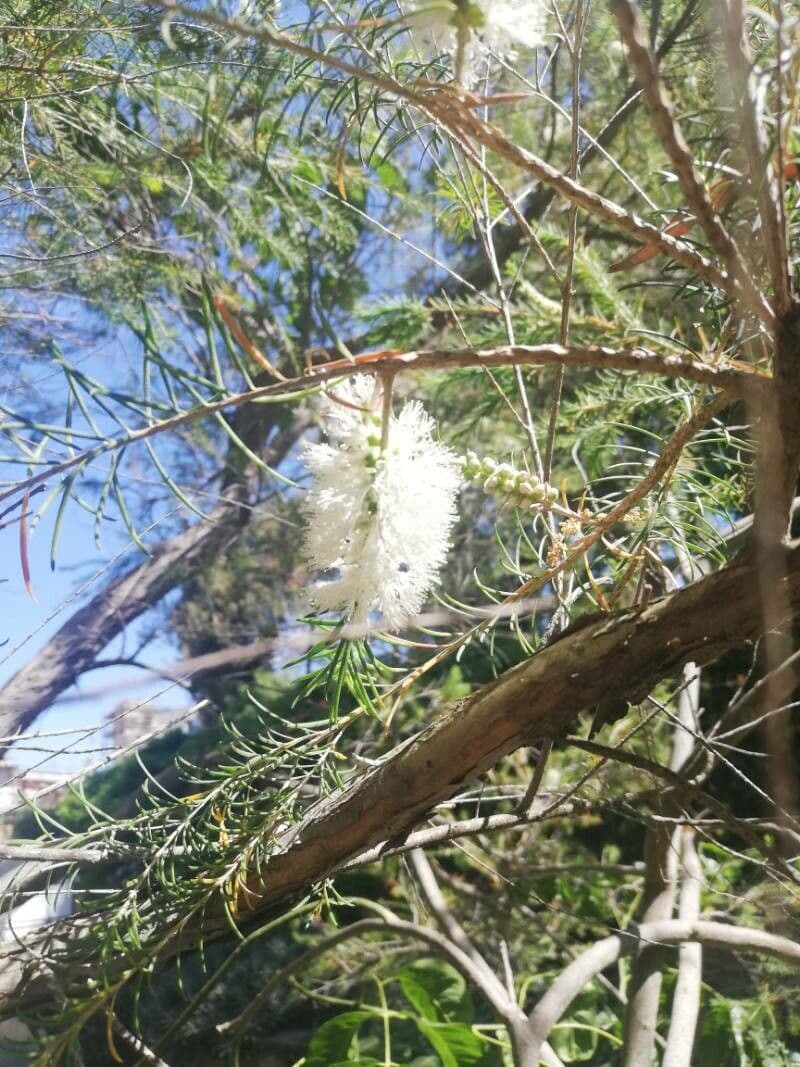 Melaleuca ericifolia