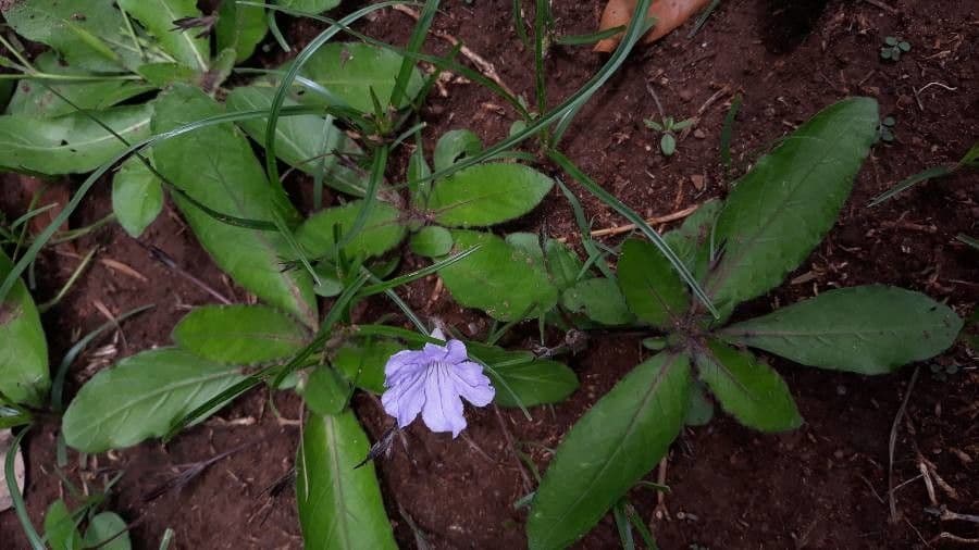 Ruellia geminiflora 10