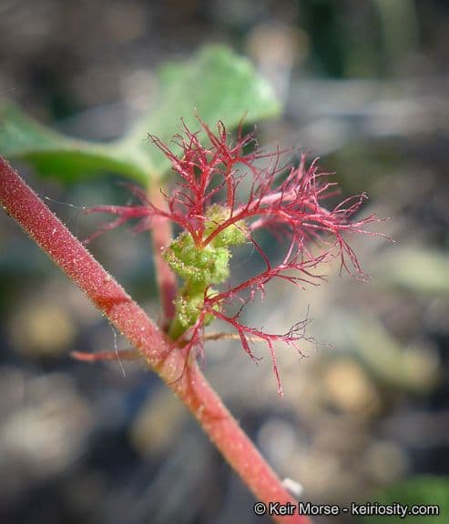 Acalifa californiana