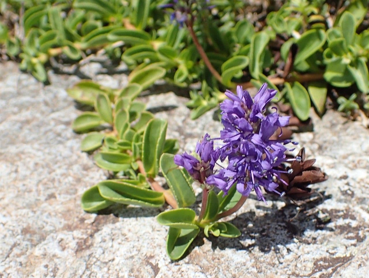 Veronica allionii 9
