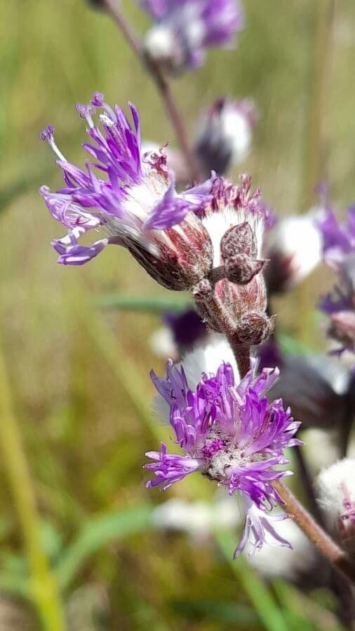 Vernonia