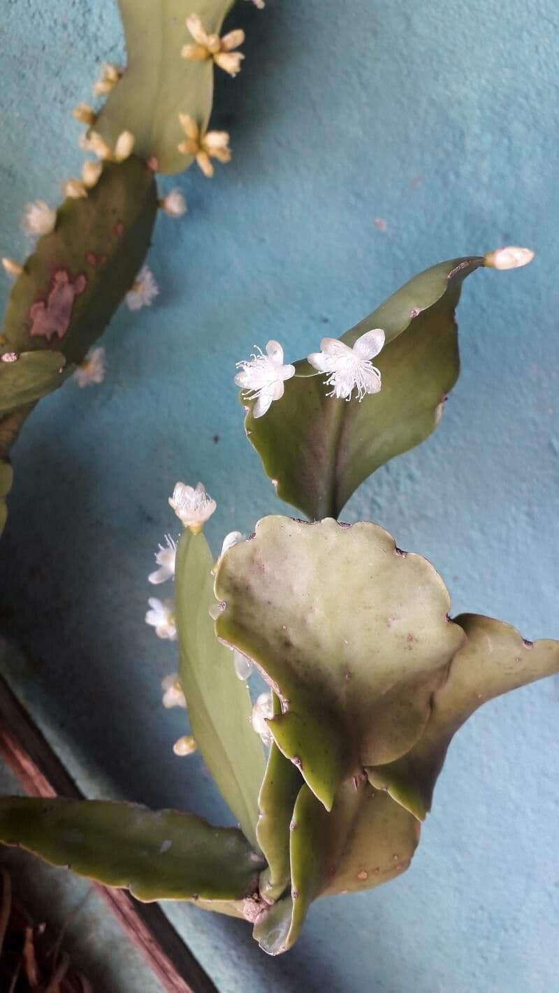 Rhipsalis