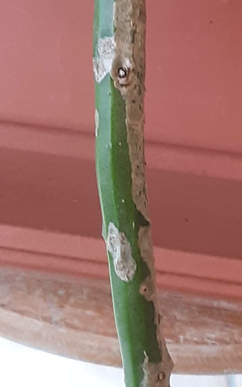 Rhipsalis 15