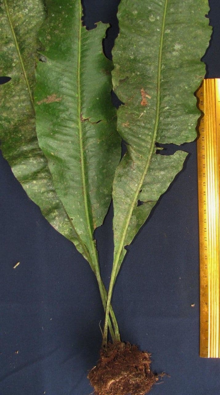 Campyloneurum 19