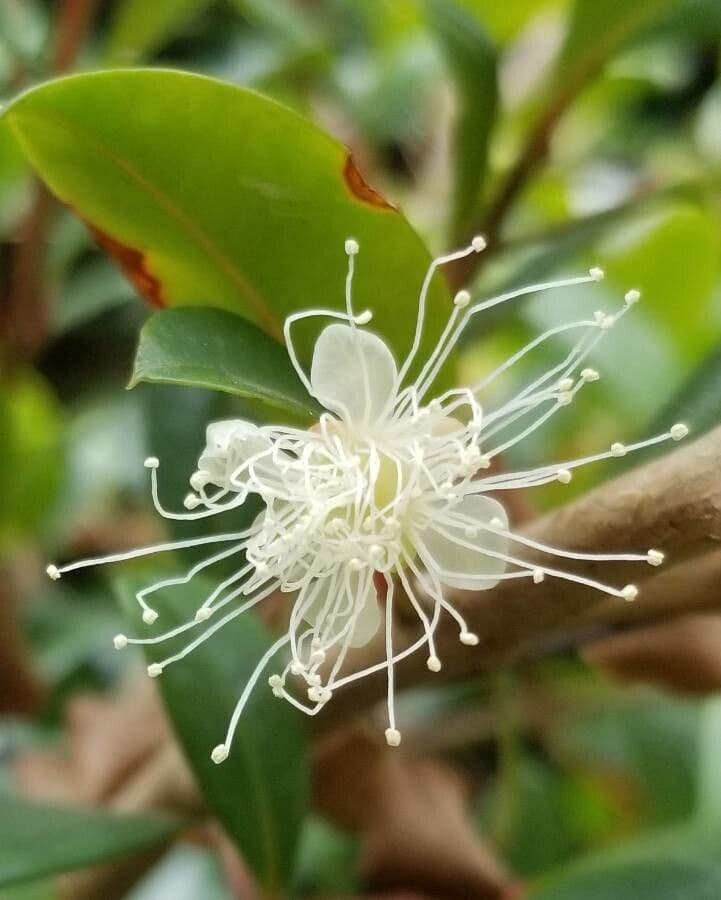 Syzygium 7