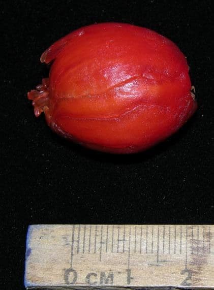 Otoba novogranatensis 21
