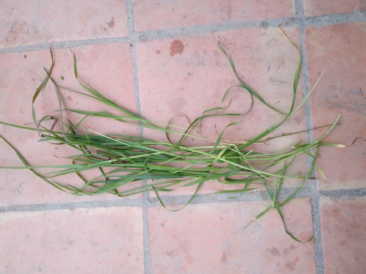 Cebadilla 19