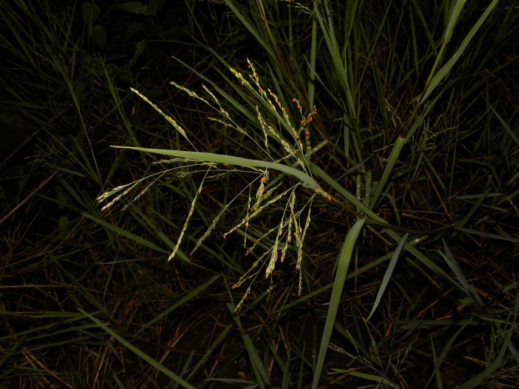 Panicum 2