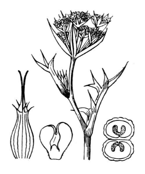 Echinophora spinosa 27