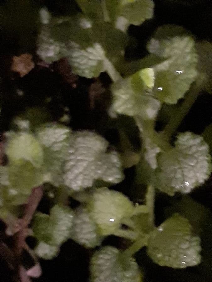 Falsa ortica macchiata 21