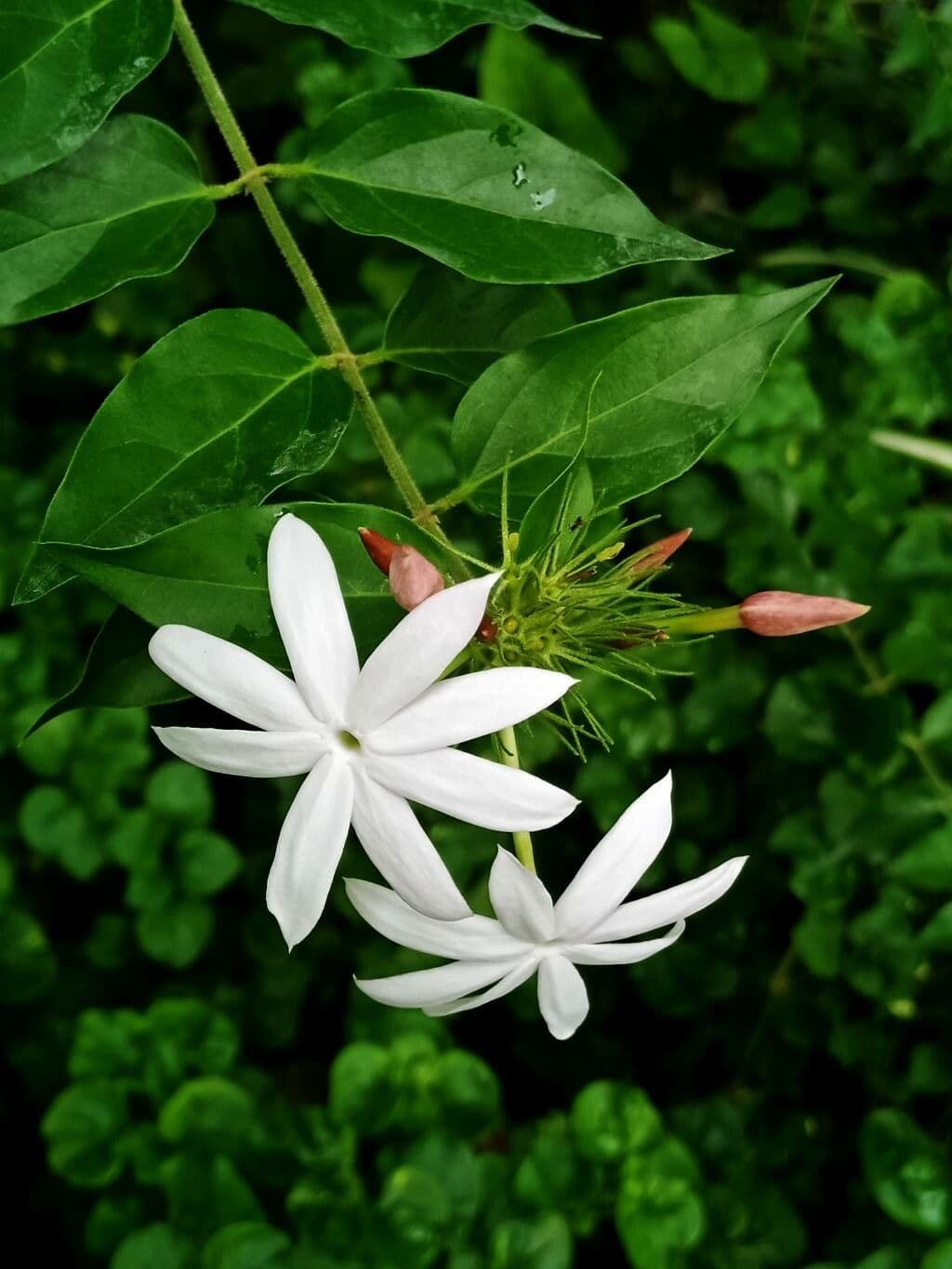 Jasmin multiflore 5