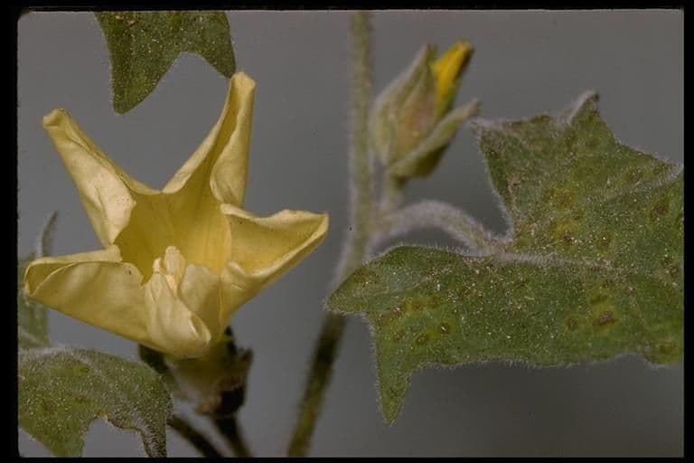 Calystegia finta della Sierra