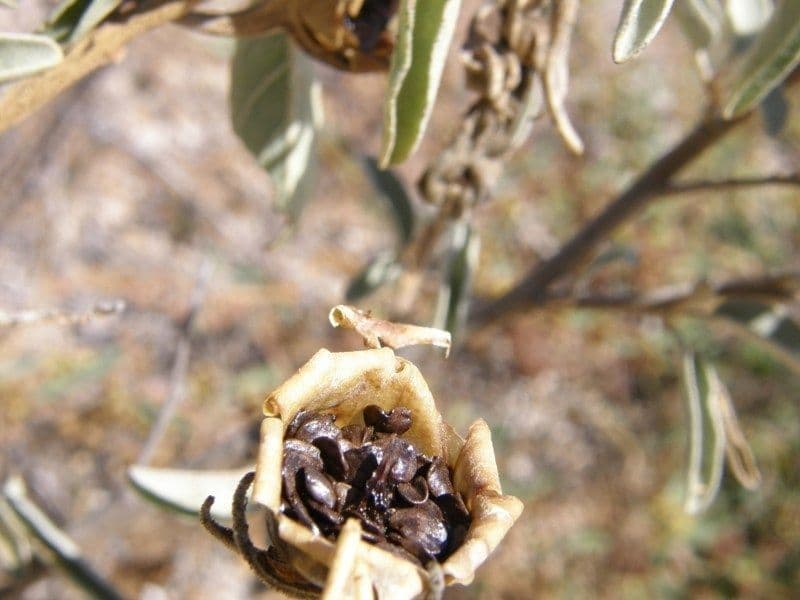 Solanum hindsianum 3