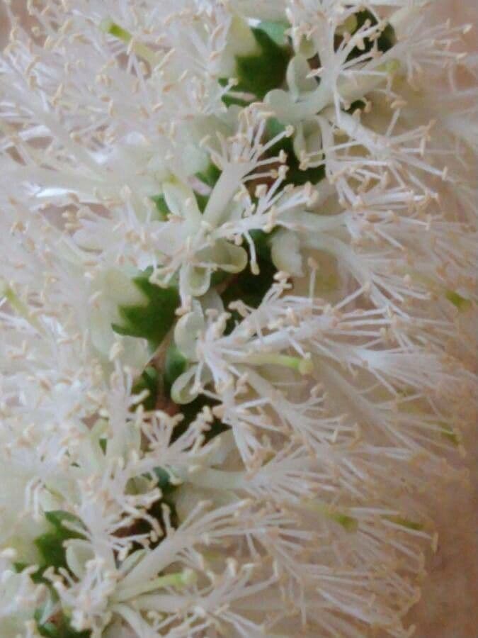 Melaleuca armillaris 14