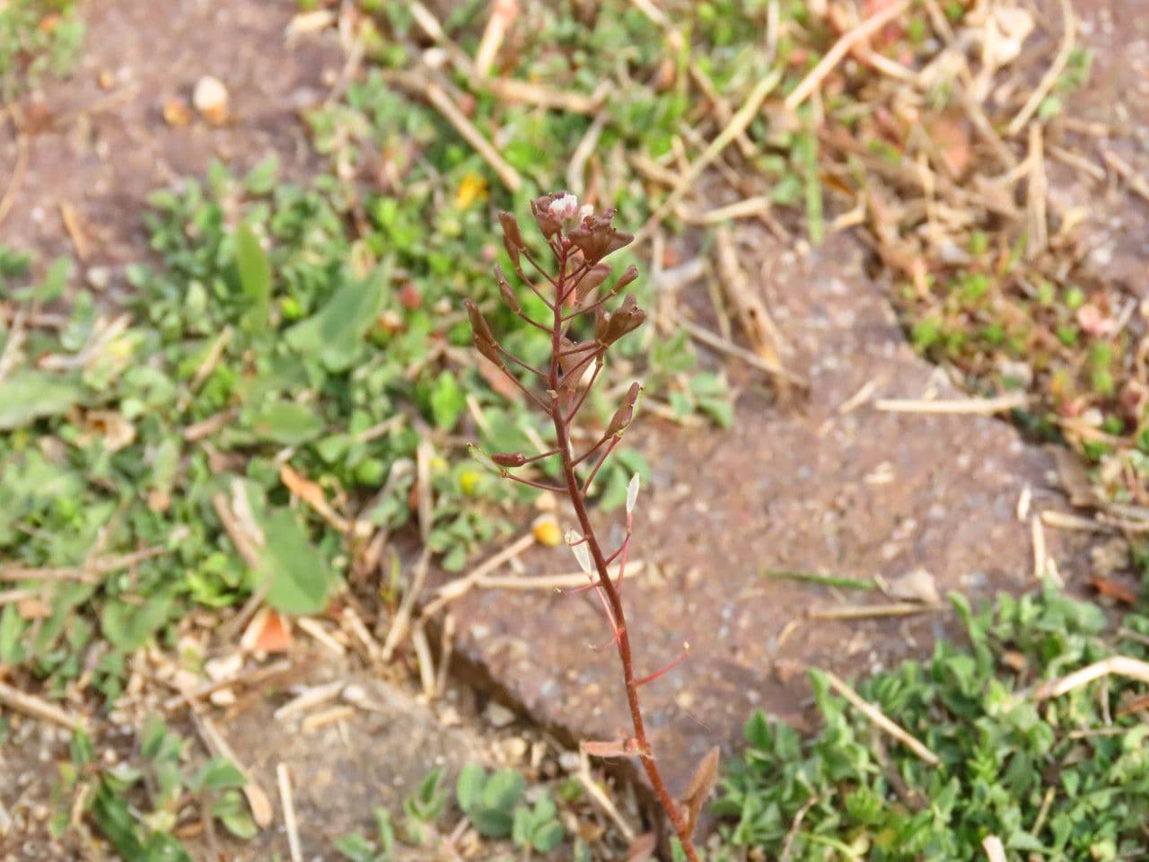 Capsella rubella 8