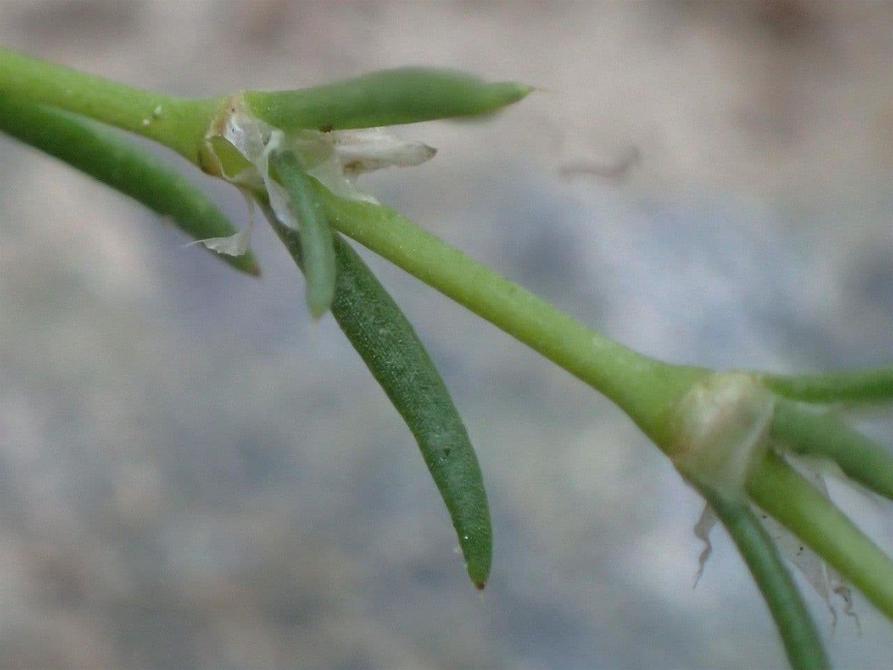 Spergularia comune 22