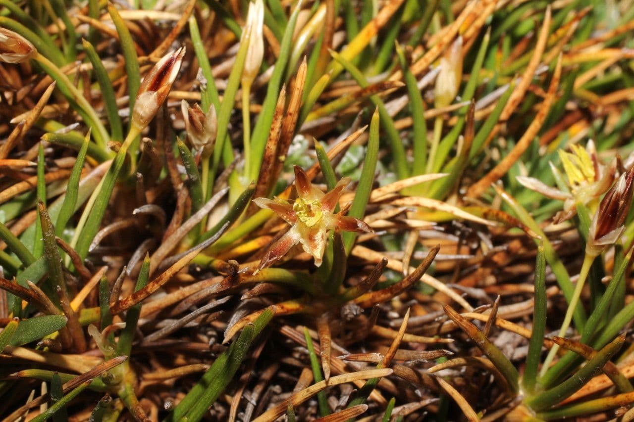 Oxychloe andina 17