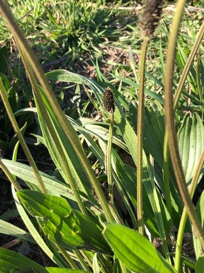 Piantaggine 21