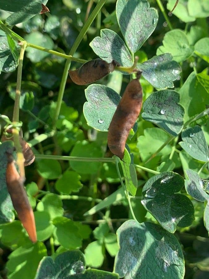 Pigamo minore