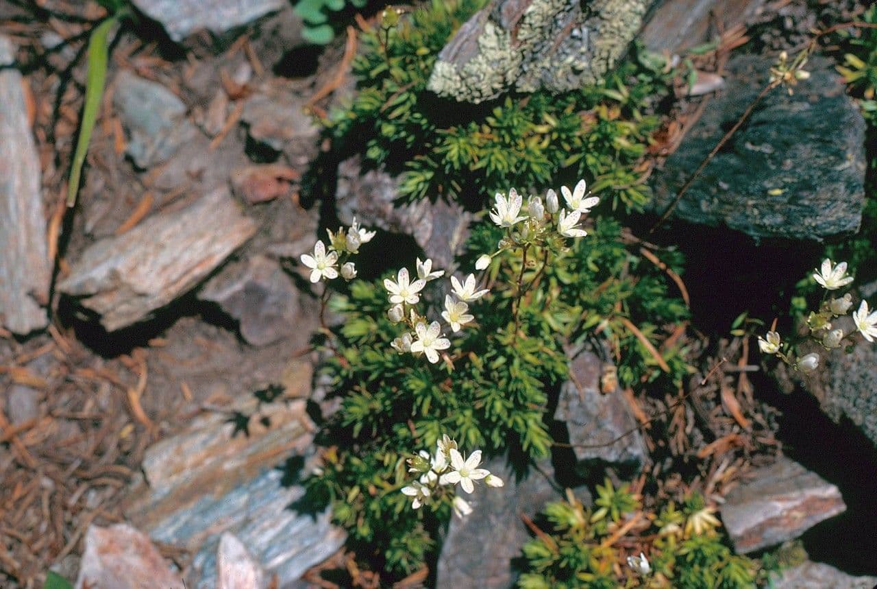 Bronzekrötenkraut 6