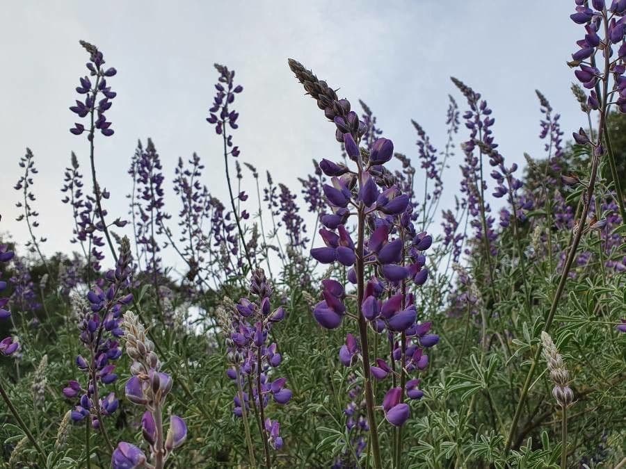 Chamisso-Lupine 6