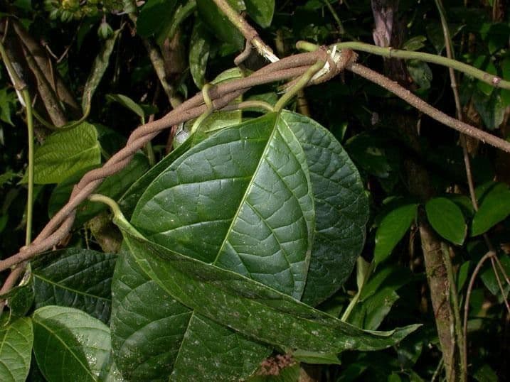 Prestonia portobellensis 15