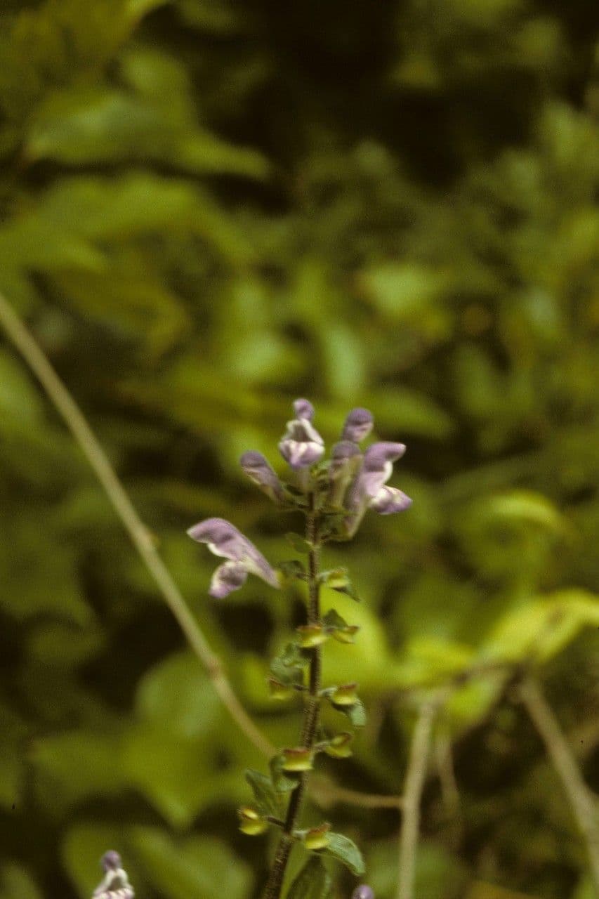 Scutellaria 10