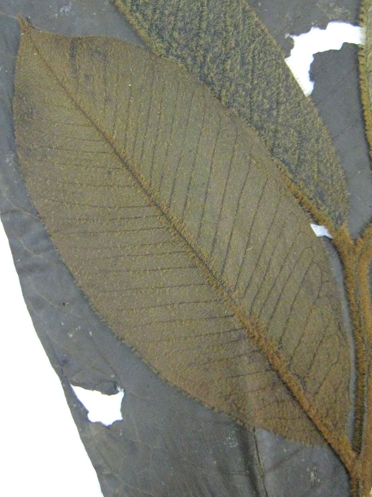 Virola 5