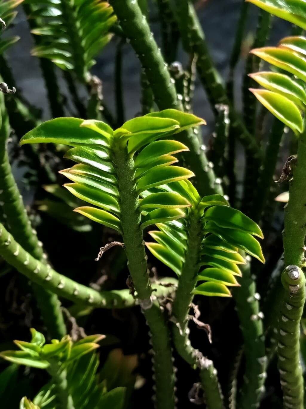 Appendicula 16