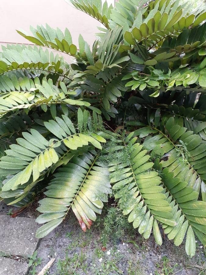 Zamia 15