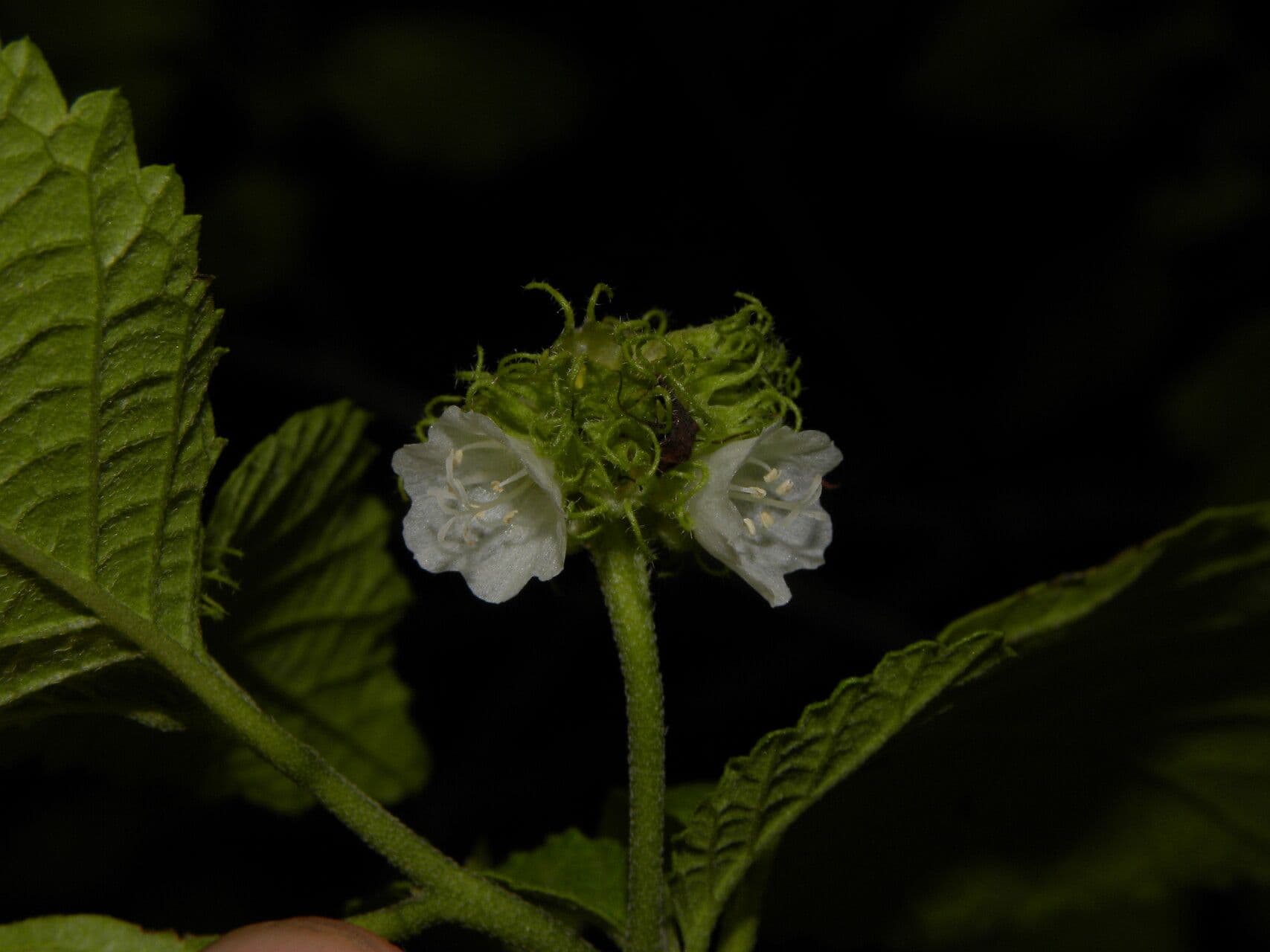 Varronia 6