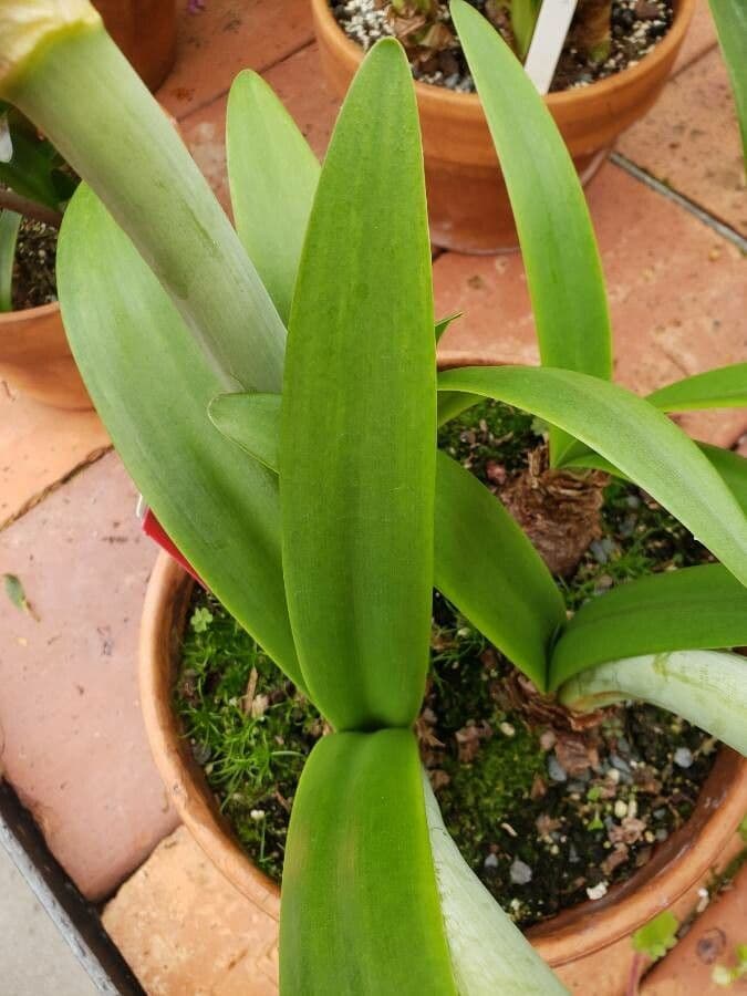 Amaryllis regina 17