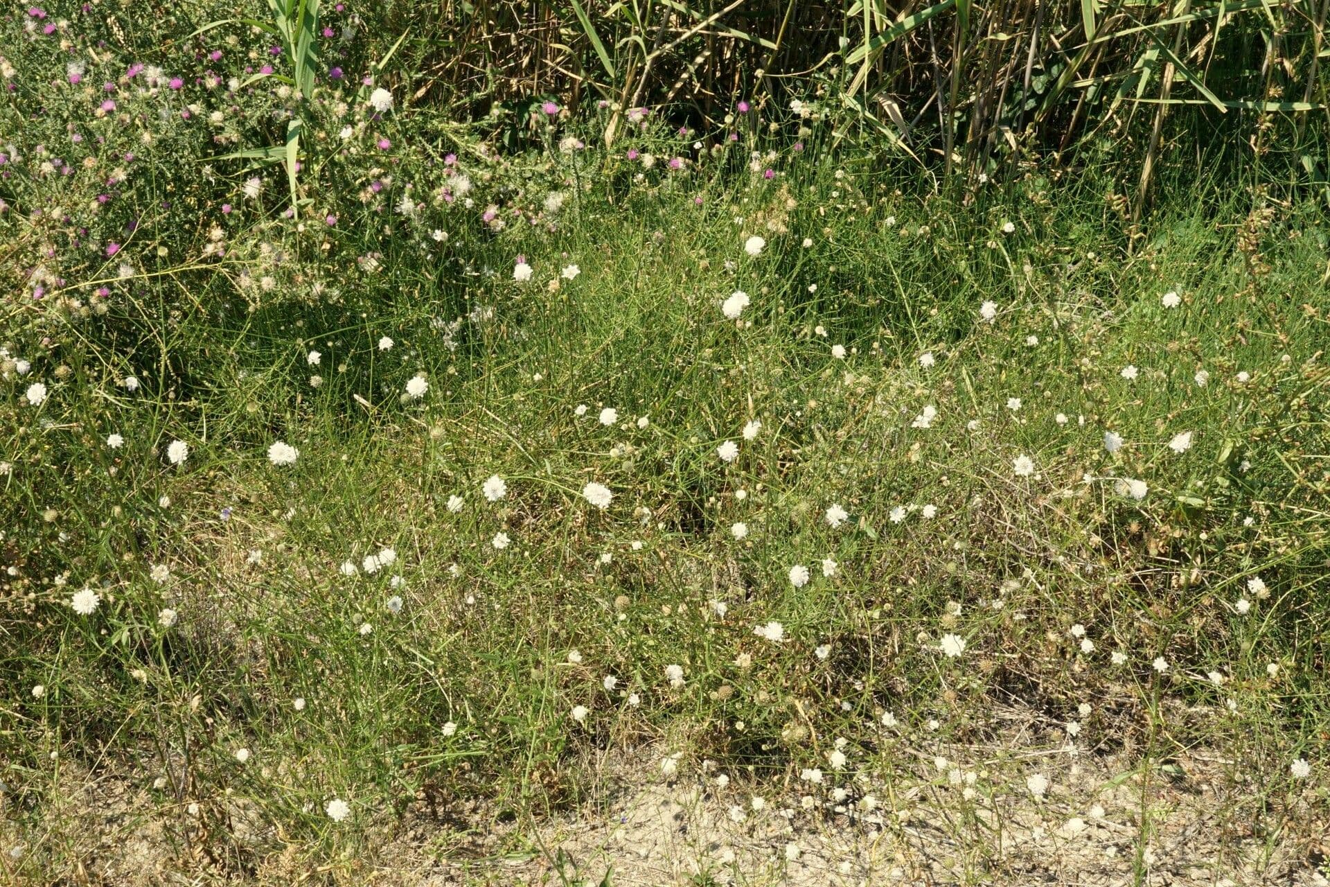 Cephalaria transilvana 11