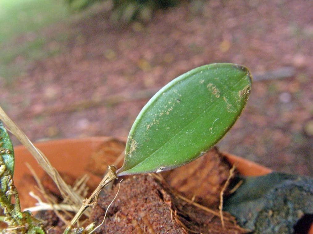 Trichosalpinx 8