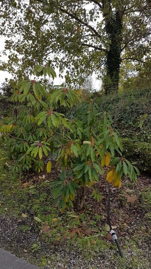Daphniphyllum 10