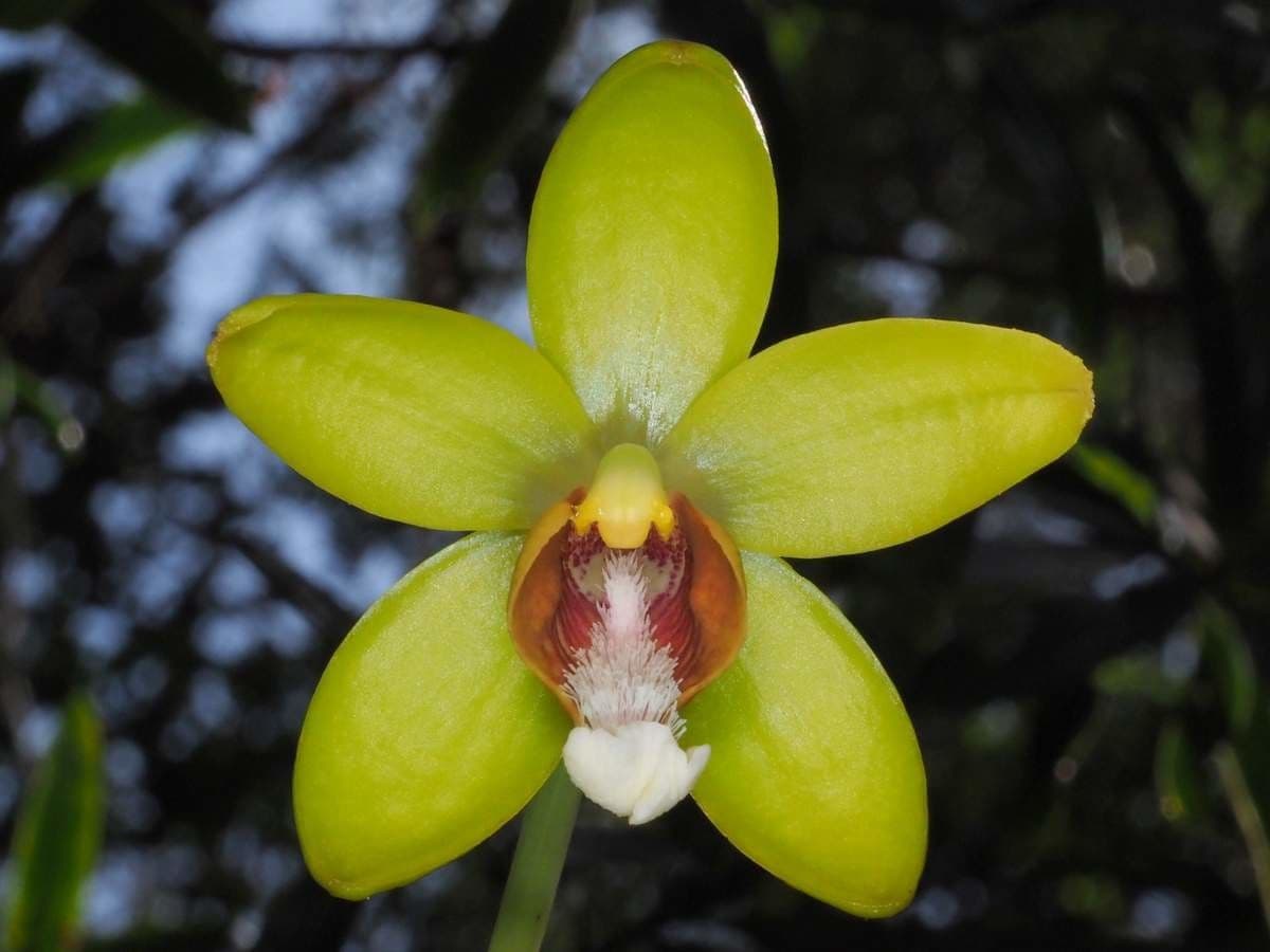 Clematepistephium 5