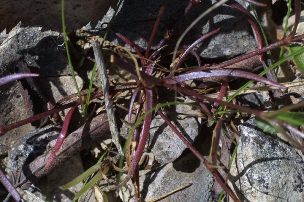 Mononeuria patula 11