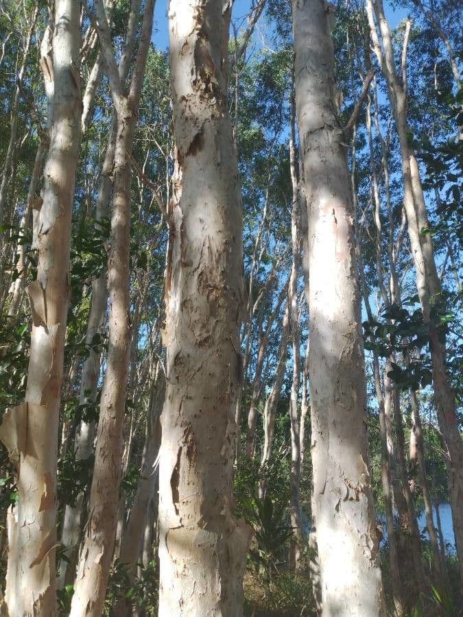 Melaleuca bianca 13