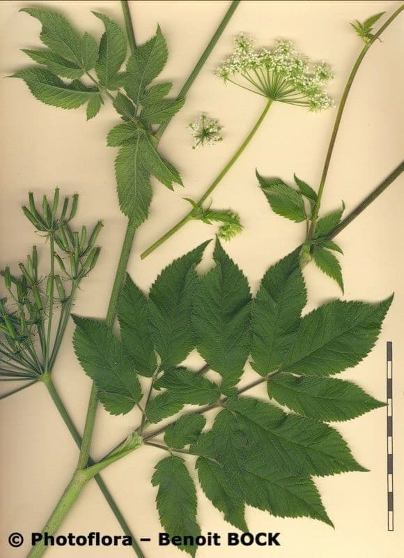 Cerfoglio aromatico 18